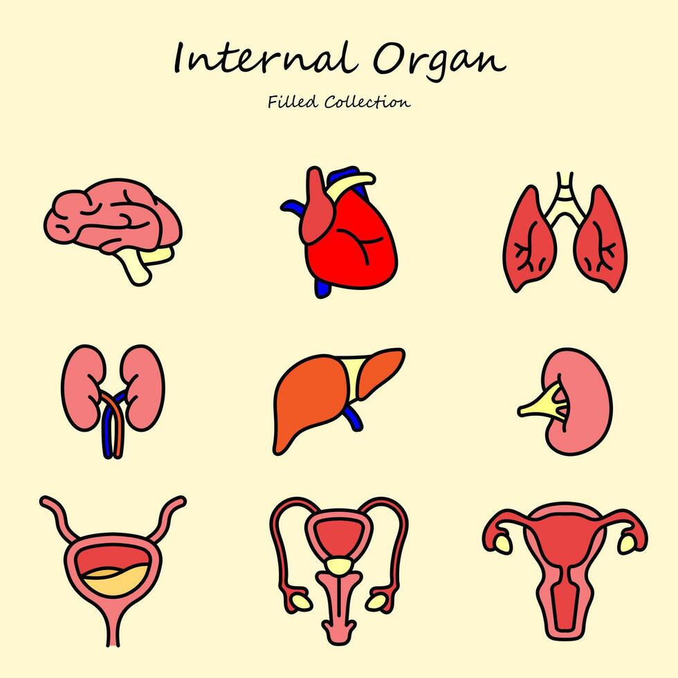 Internal organ editable icons set filled style vector