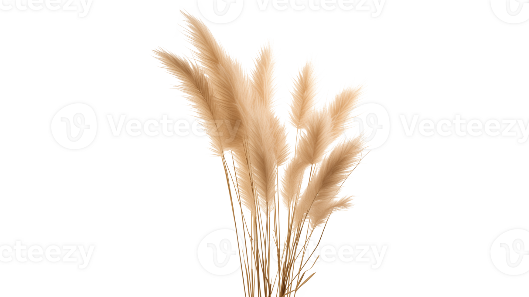 AI generated Pampas grass cut out. Isolated pampas grass on transparent background png
