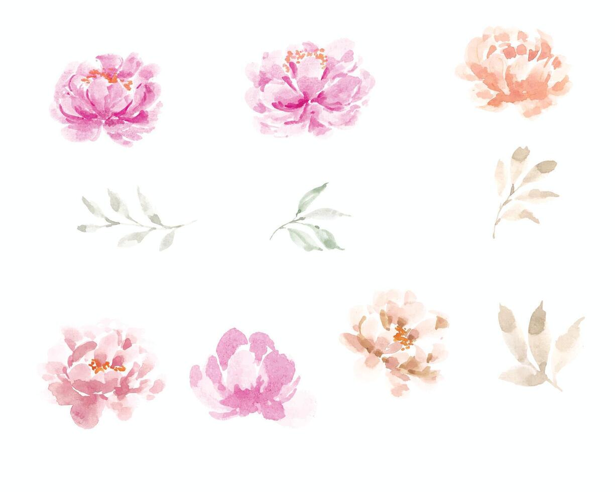 Pink and Pastel Peony Watercolor Flower vector