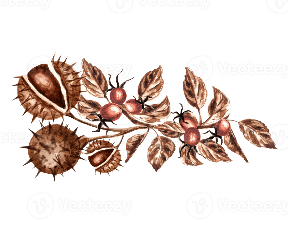 Watercolor chestnuts with rosehip branch in brown. Template isolated illustration of  autumn chestnut round spiky fruits in peel. Hand drawing for invitations and cards,  packaging, textile, sticker png