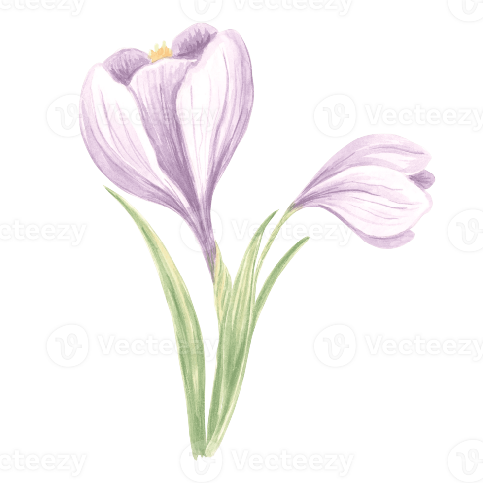 Violet crocus flowers with leaves. Isolated hand drawn watercolor illustration spring blossom saffron. Floral botanical drawing template for card of Mothers day, 8 March, wedding, textile, embroidery. png