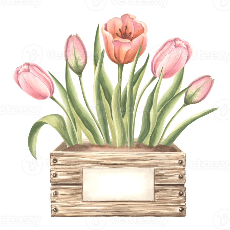 Tulips with leaves in wooden box with label. Spring garden flower. Isolated hand drawn watercolor botanical illustration. Floral drawing template for card, Mothers day, 8 March, sticker, embroidery png