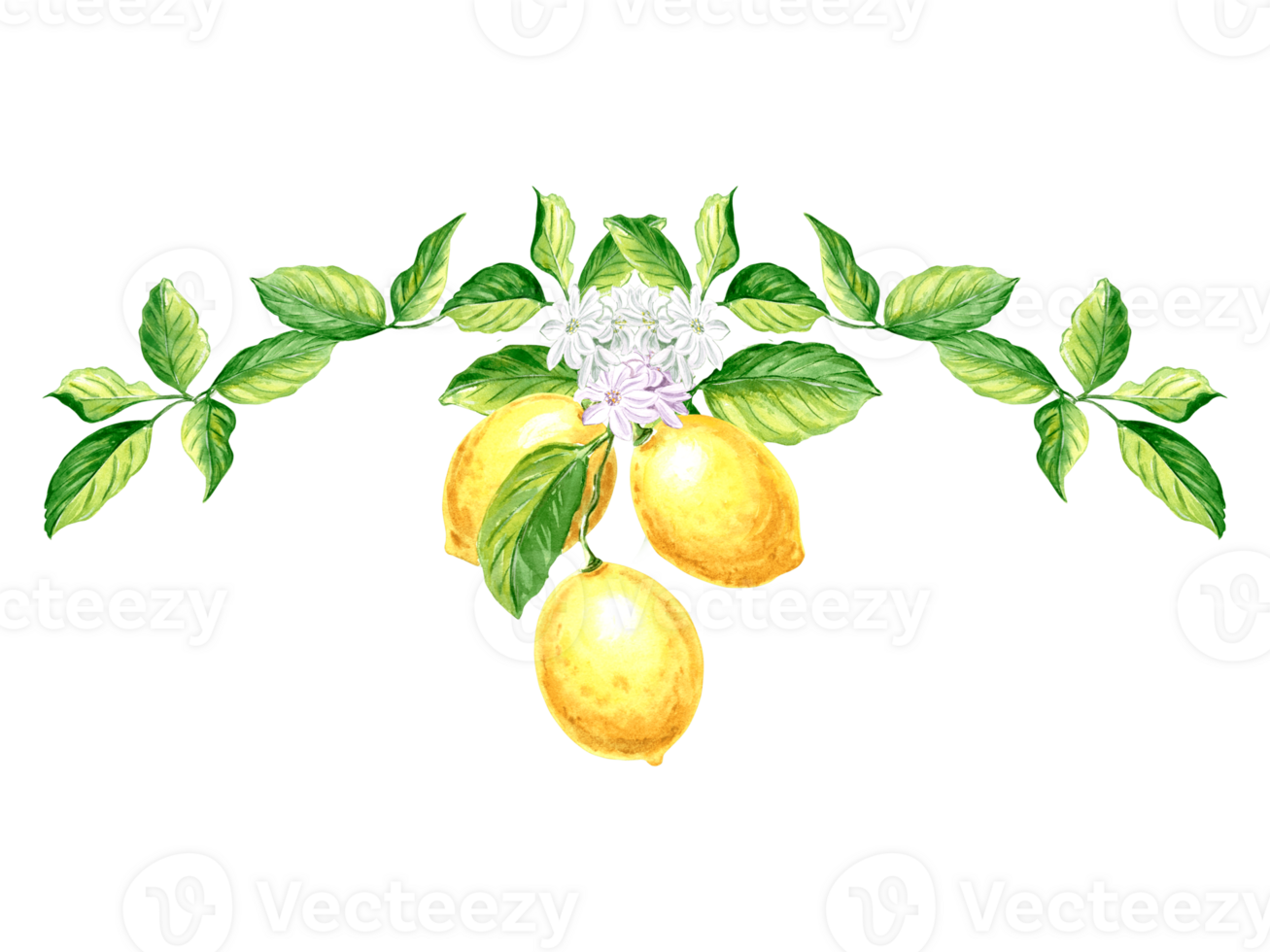 samenstelling van citroenen fruit met groen bladeren en bloemen. hand- getrokken waterverf illustratie van zomer sappig citrus. geïsoleerd afdrukken sjabloon voor kaarten, scrapbooken, sticker, borduurwerk en textiel. png