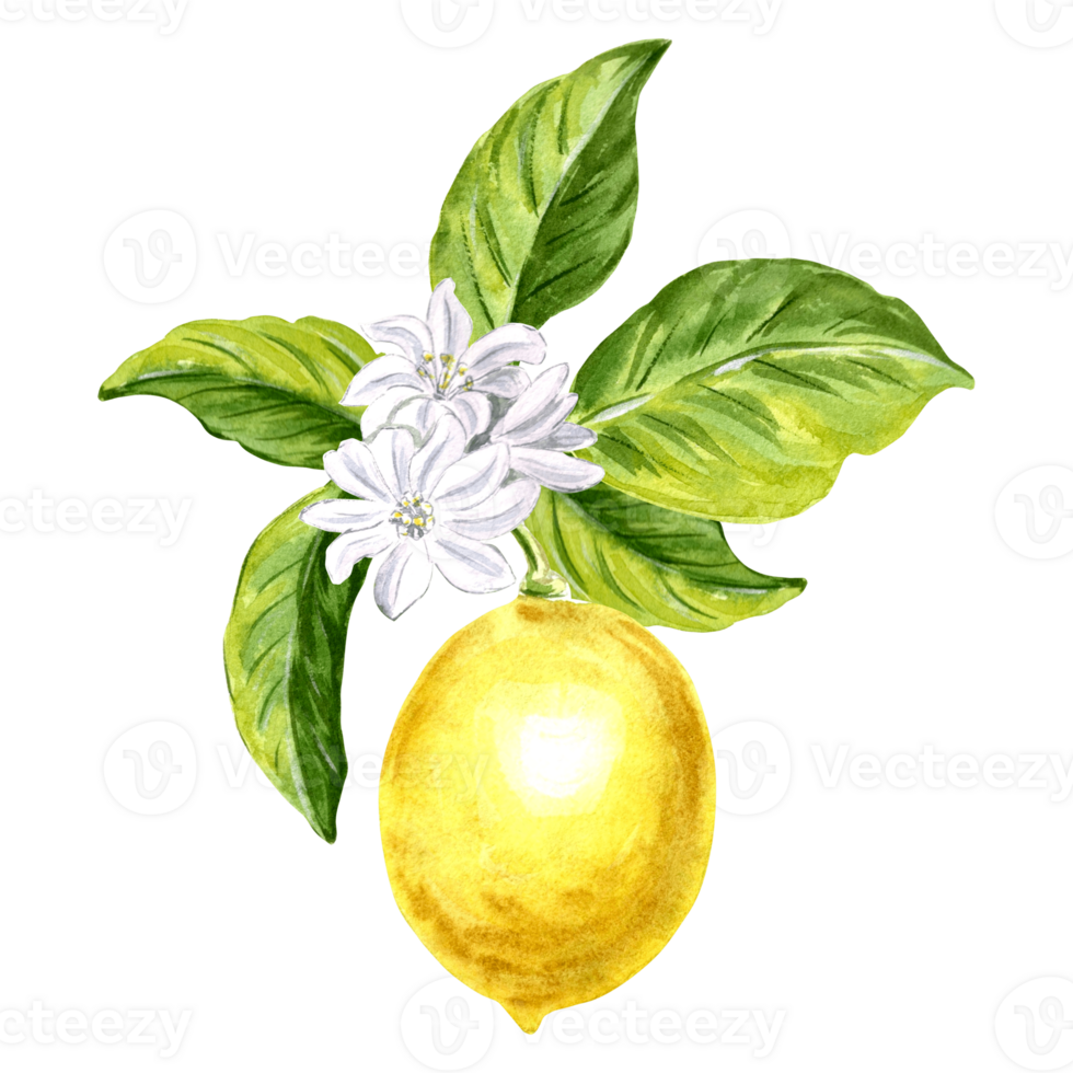 Composition of lemons with leaves. Summer citrus isolated. Watercolor hand drawn illustration of healthy eating. Template for invitations and card, printing on packaging, sticker, embroidery, textile. png