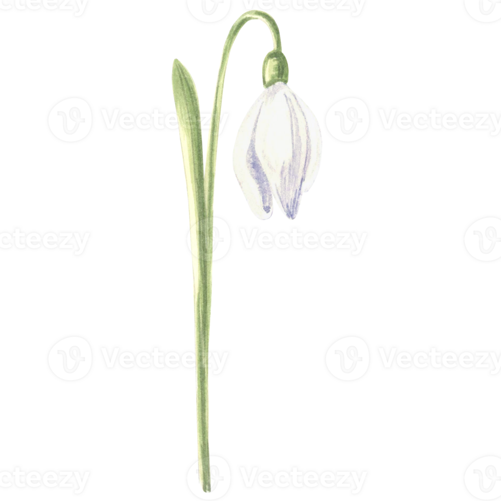 Watercolor white snowdrops flower. Isolated hand drawn illustration spring blossom. Floral botanical template for postcard, packaging and tableware, textile and sticker, embroidery. png
