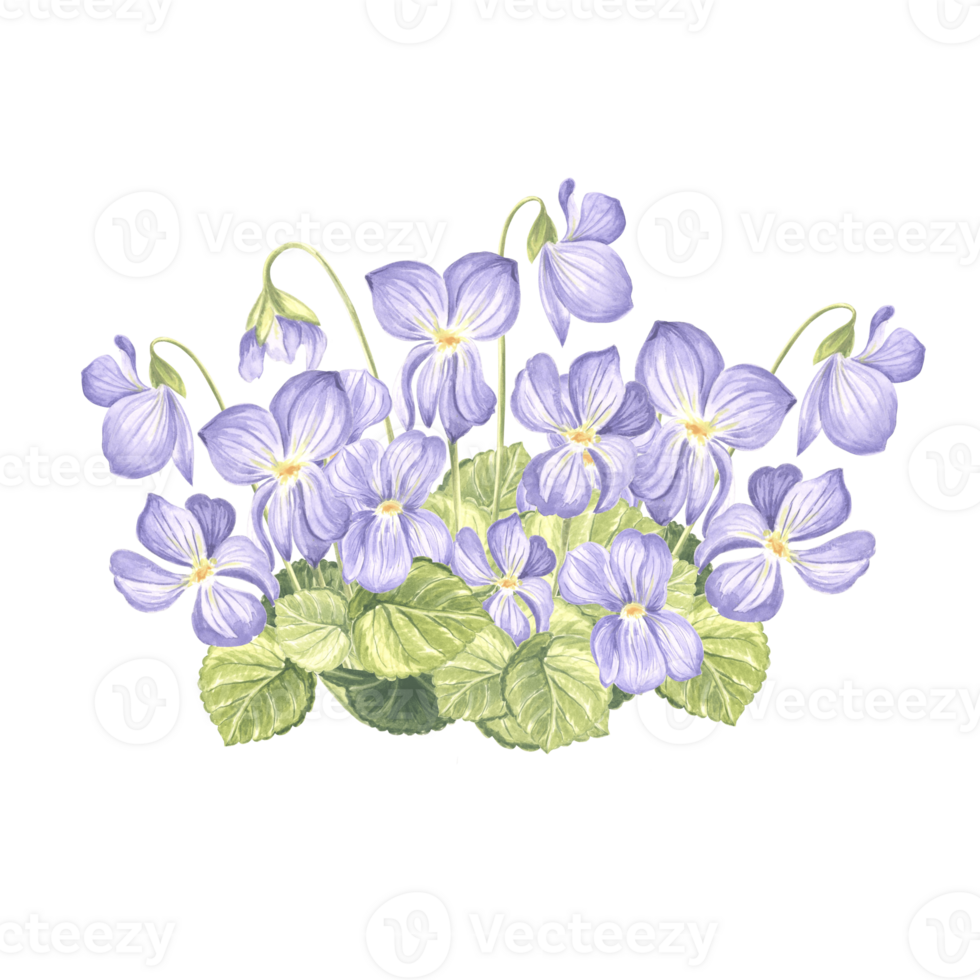 Watercolor wild violets with leaves and buds. Composition of pansy flower. Isolated hand drawn illustration of spring blossom. Template for card, packaging, tableware, textile and sticker, embroidery. png