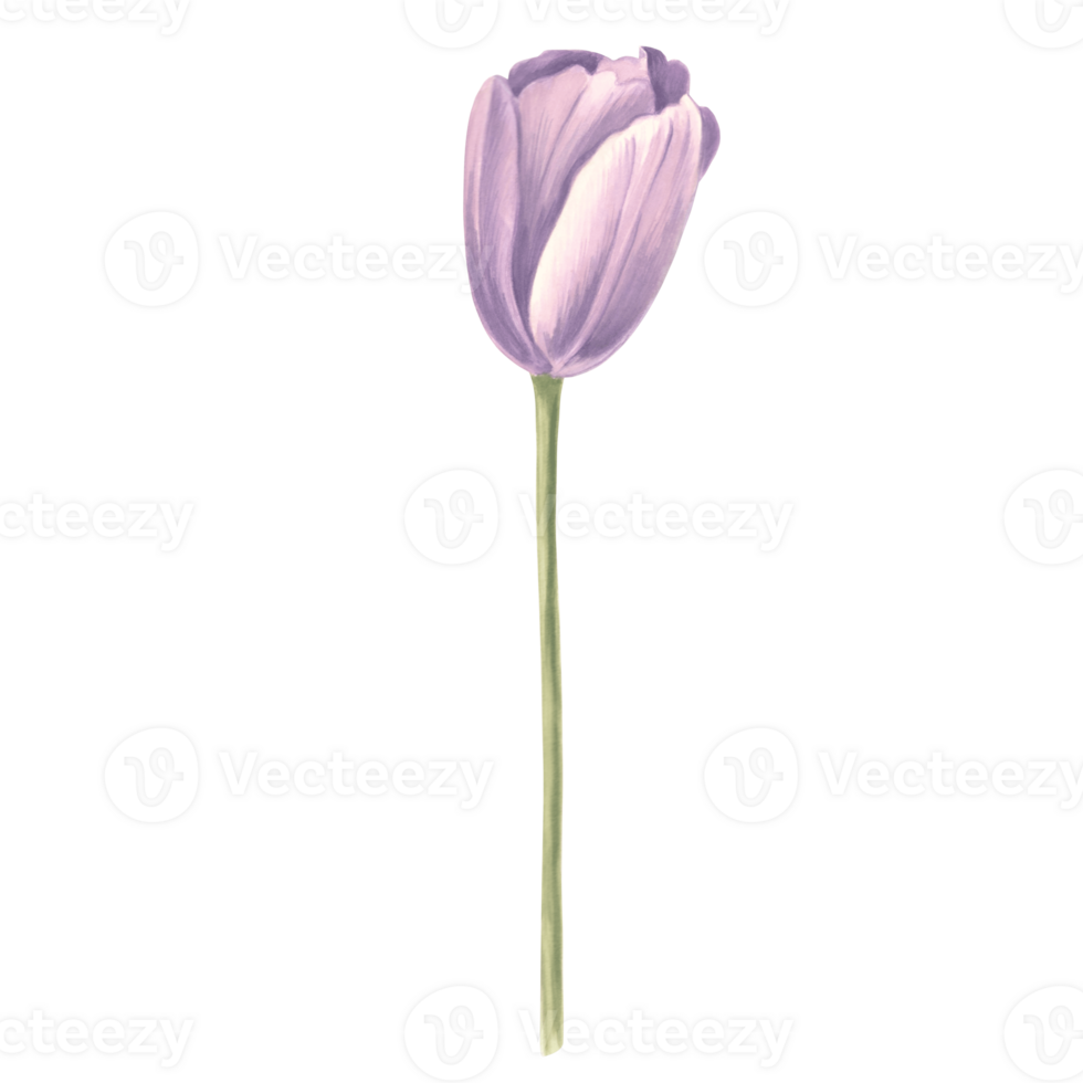 Watercolor tulip flower. Isolated hand drawn illustration spring gardens flower. Floral botanical drawing template for card for Mothers day, 8 March, wedding, package, textile, embroidery png