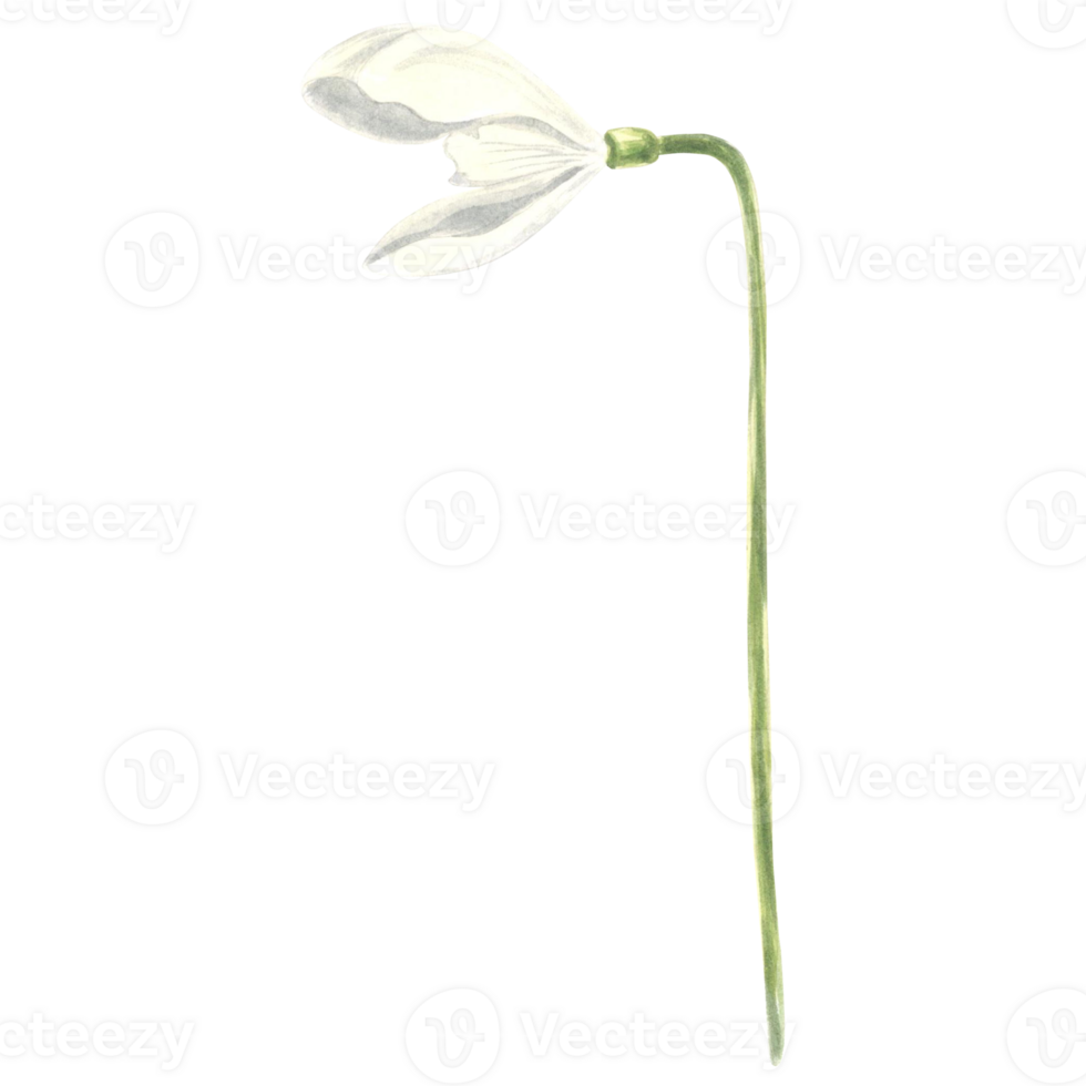 Watercolor white snowdrops flower. Isolated hand drawn illustration spring blossom. Floral botanical template for postcard, packaging and tableware, textile and sticker, embroidery. png