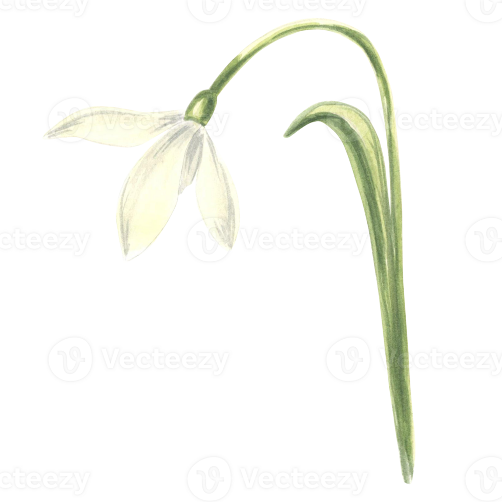 Watercolor white snowdrops flower. Isolated hand drawn illustration spring blossom. Floral botanical template for postcard, packaging and tableware, textile and sticker, embroidery. png