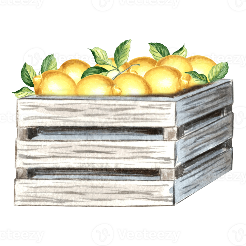 Yellow lemons with green leaves in wooden boxes. Template watercolor citrus.  Hand drawn isolated illustration for design, decorating cards, packaging and textile,  making stickers, embroidery schemes png