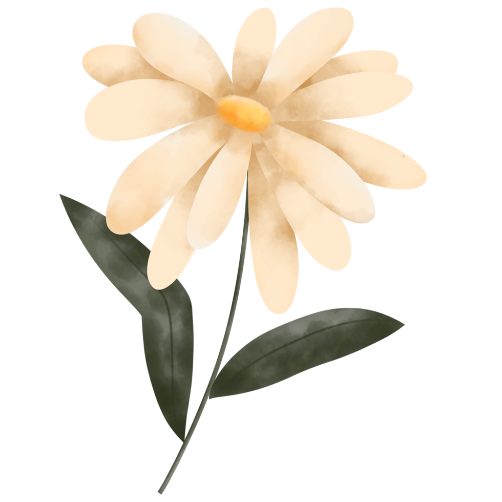 illustration of flower watercolor png