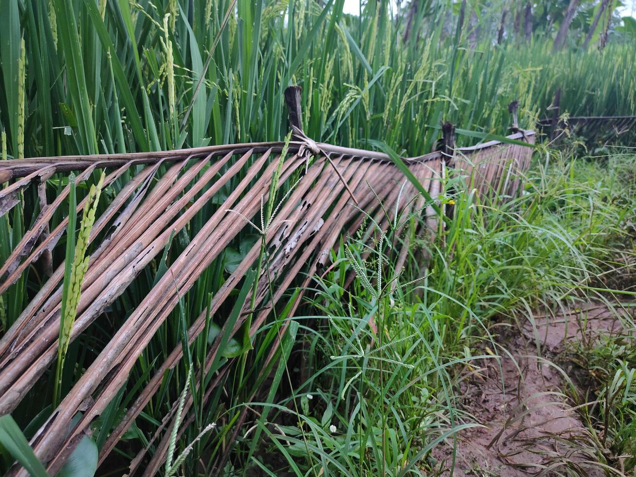 The natural fence protecting rice plants is made from coconut tree leaves, so that farmers' wide roads do not touch rice plants photo