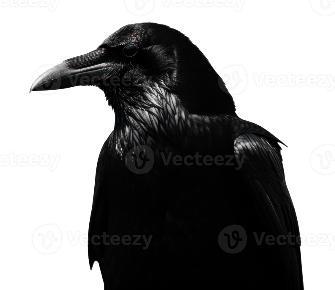 AI generated a black crow in silhouette isolated png