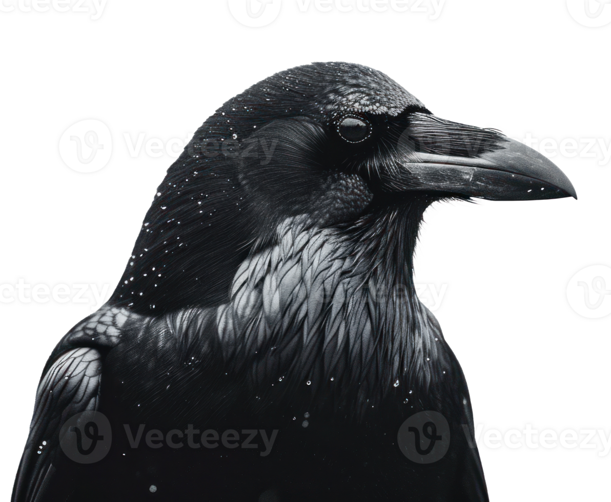 AI generated a black crow in silhouette isolated png