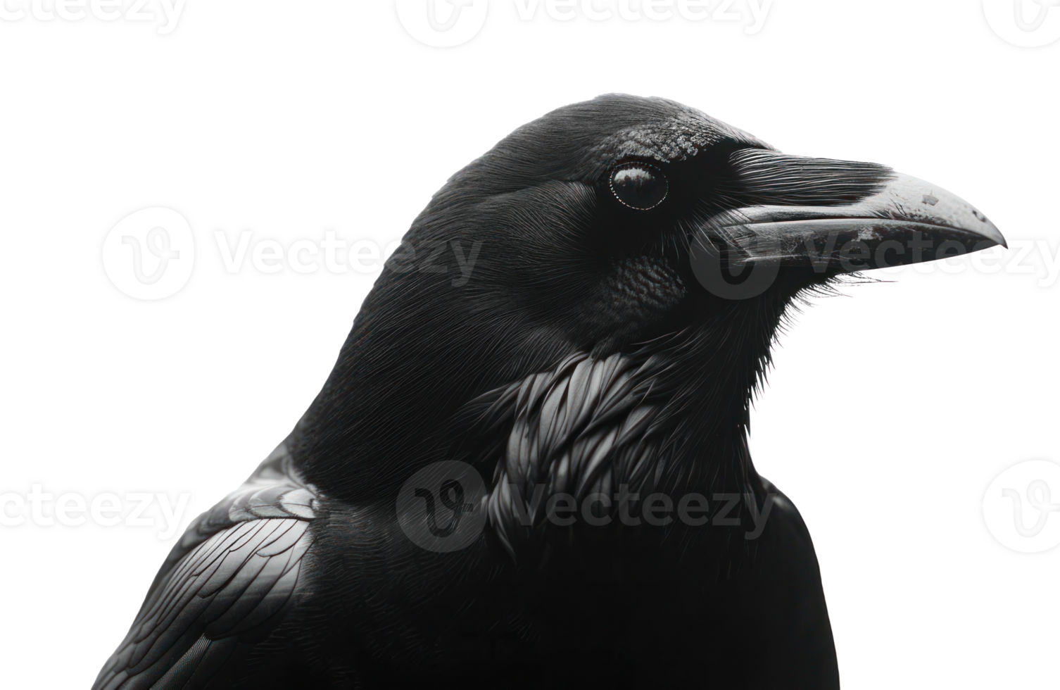 AI generated a black crow in silhouette isolated png