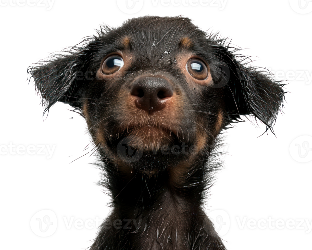 ai gegenereerd lundberg puppy op zoek omhoog Bij camera PNG downloaden