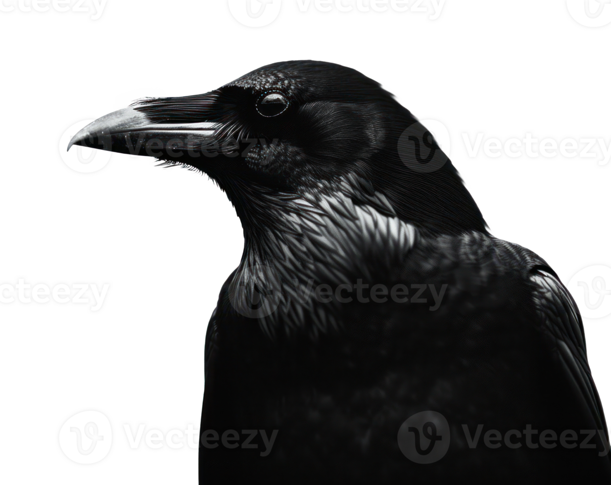 AI generated a black crow in silhouette isolated png