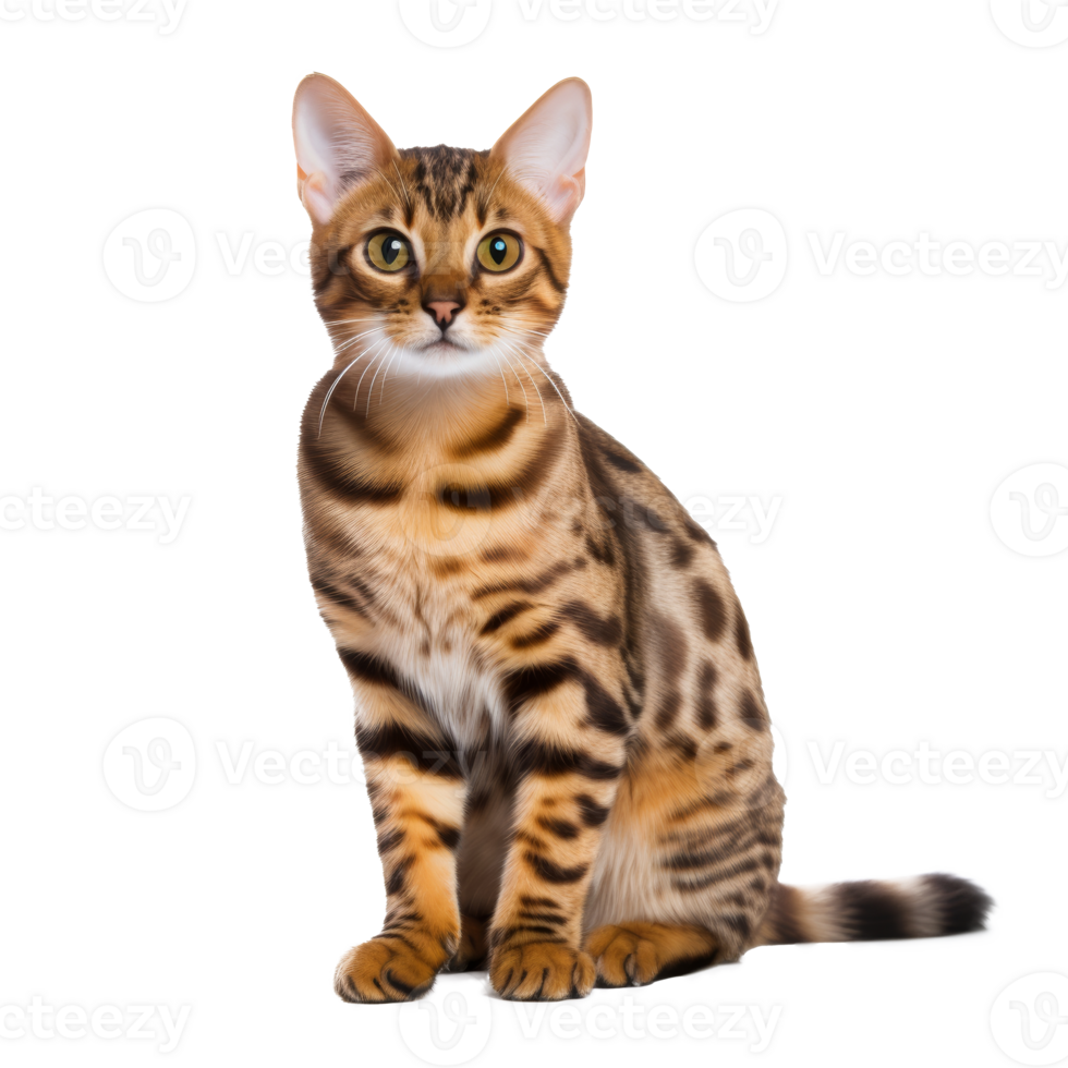 AI generated Cute bengal the cat isolated png