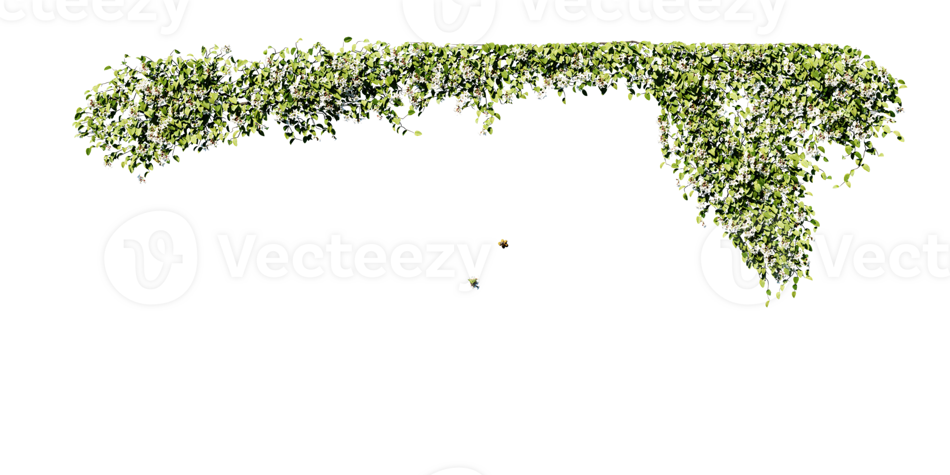 beautiful ivy green and flower png