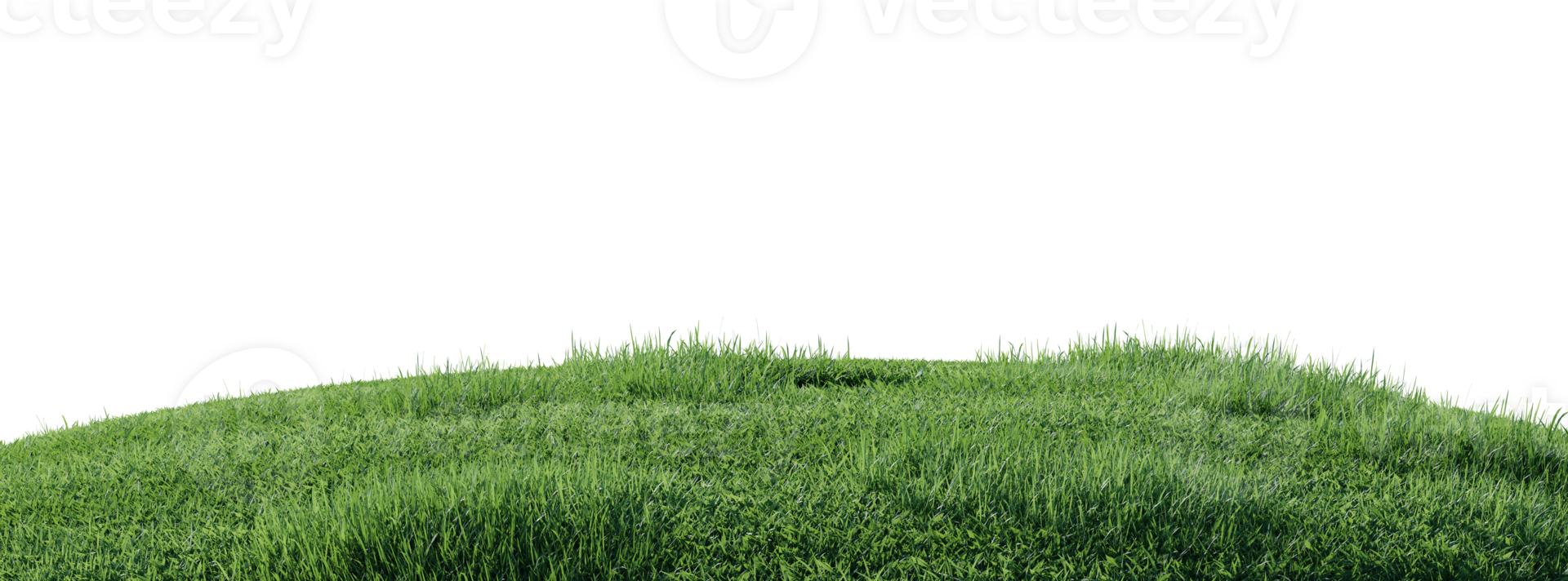 Close up flowers, green or dry grass isolated on transparent background. Realistic natural element for design. Bright 3d illustration png