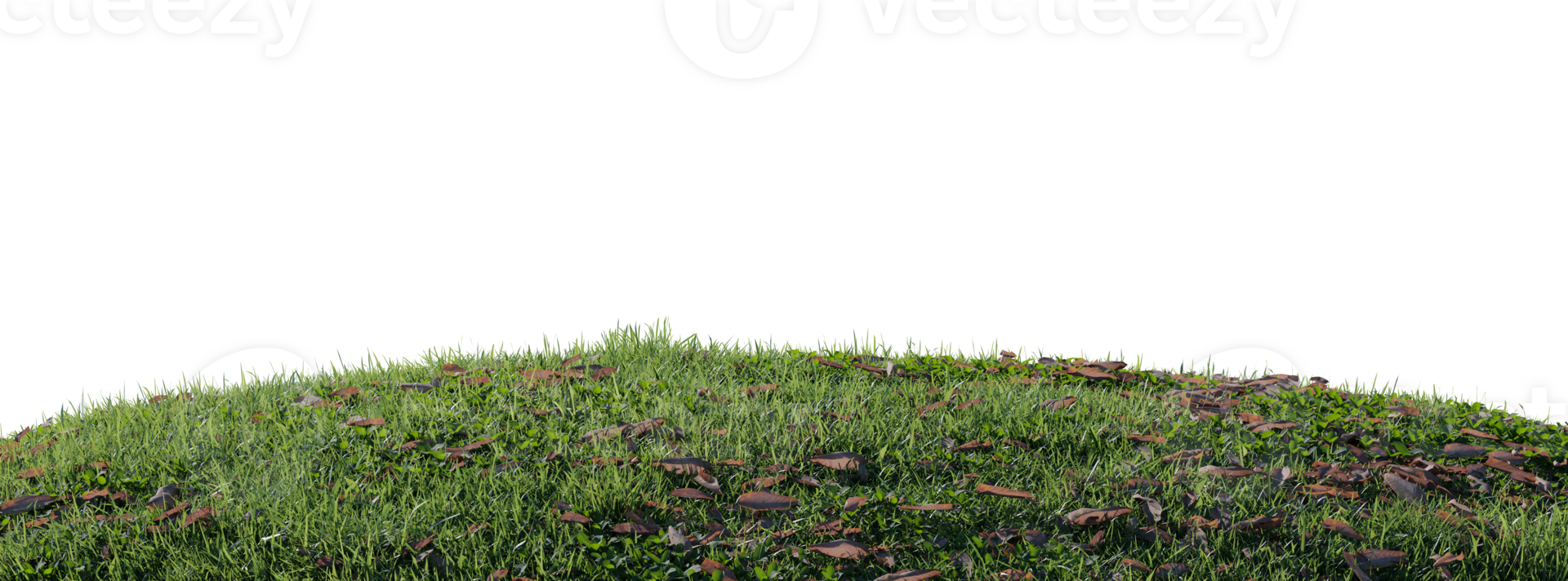 Close up flowers, green or dry grass isolated on transparent background. Realistic natural element for design. Bright 3d illustration png