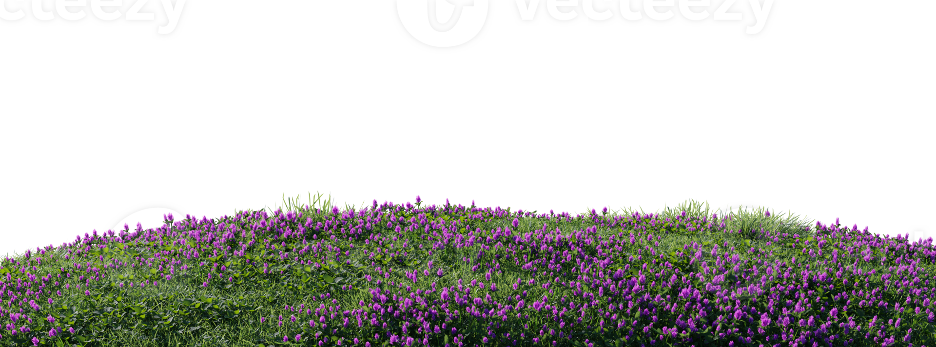 Close up flowers, green or dry grass isolated on transparent background. Realistic natural element for design. Bright 3d illustration png