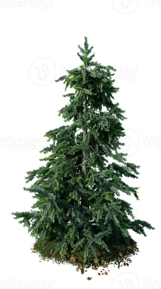 Christmas tree isolated on transparent background png
