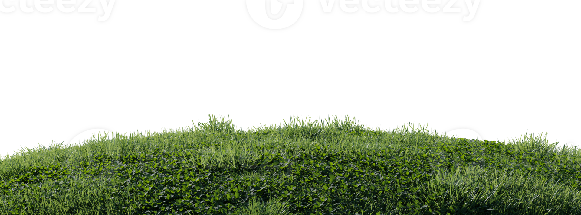 Close up flowers, green or dry grass isolated on transparent background. Realistic natural element for design. Bright 3d illustration png