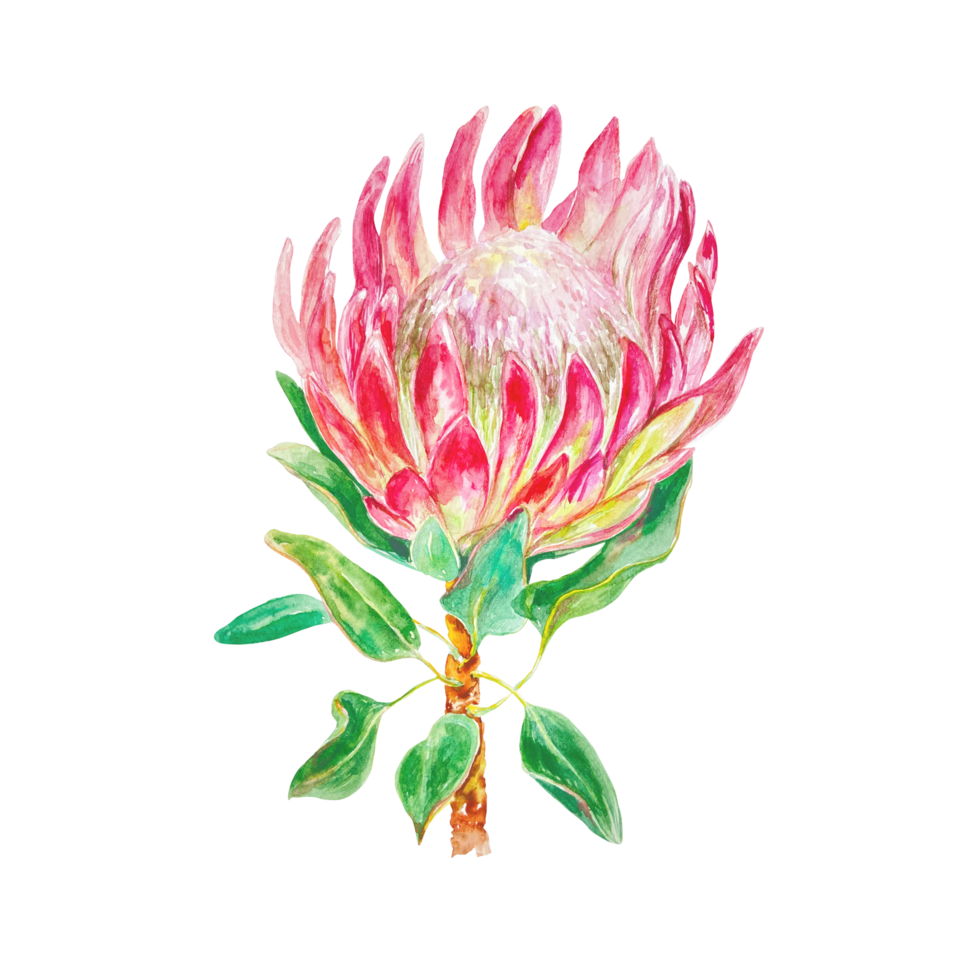 Protea watercolor, botanical. Hand drawn illustration of a pink flower. Design element for cards, wedding invitations, labels, covers. png