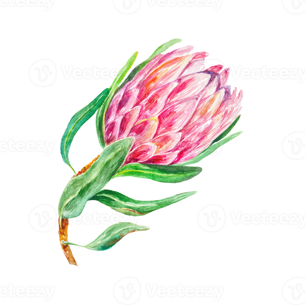 Protea watercolor, bud with green leaves. Hand drawn illustration of a pink flower. Design element for cards, wedding invitations, labels, covers. png