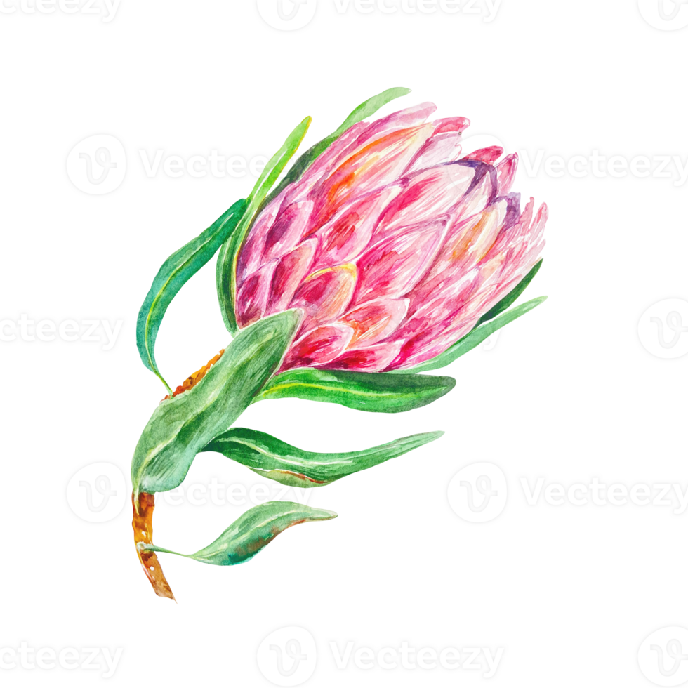 protea acquerello, germoglio con verde le foglie. mano disegnato illustrazione di un' rosa fiore. design elemento per carte, nozze inviti, etichette, copertine. png