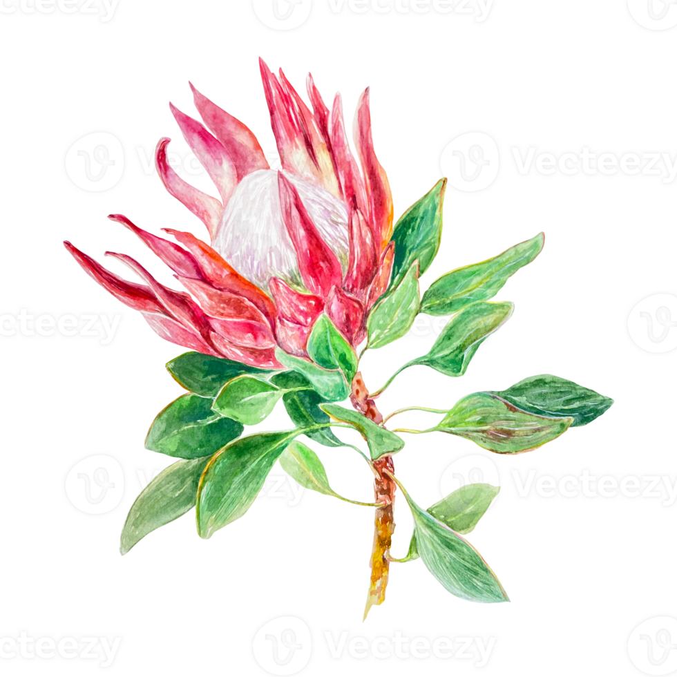 Protea watercolor, blooming. Hand drawn illustration of a pink flower. Design element for cards, wedding invitations, labels, covers. png