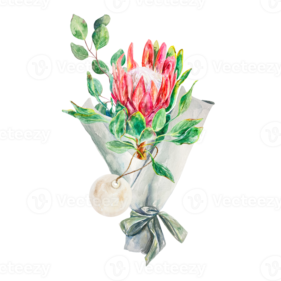Protea watercolor. Hand drawn bouquet of pink protea and eucalyptus. Design element for cards, packaging, covers, invitations, labels. png