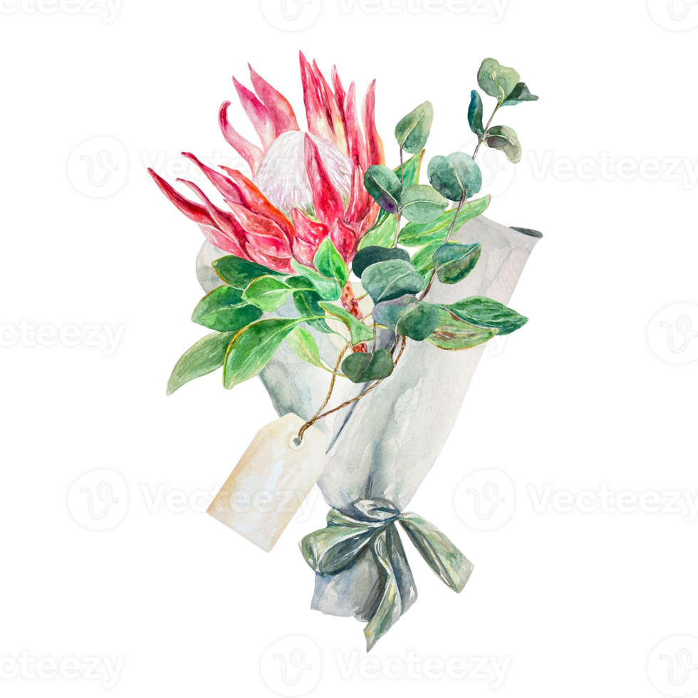 Protea watercolor. Hand drawn pink flower with eucalyptus branches. Design element for cards, wedding invitations, labels, covers, tags, packaging. png