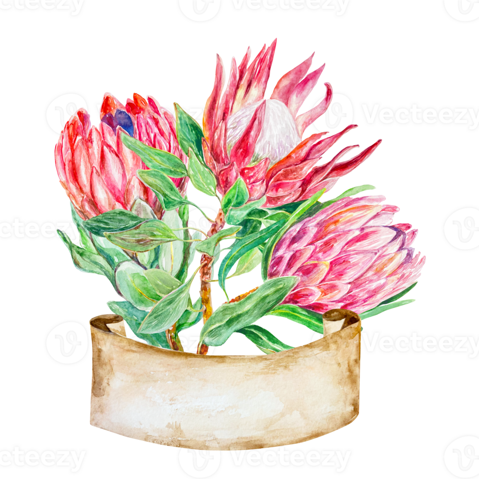 Protea watercolor. Hand drawn bouquet of pink flowers with a banner for text. Design element for cards, packaging, covers, wedding invitations, labels. png
