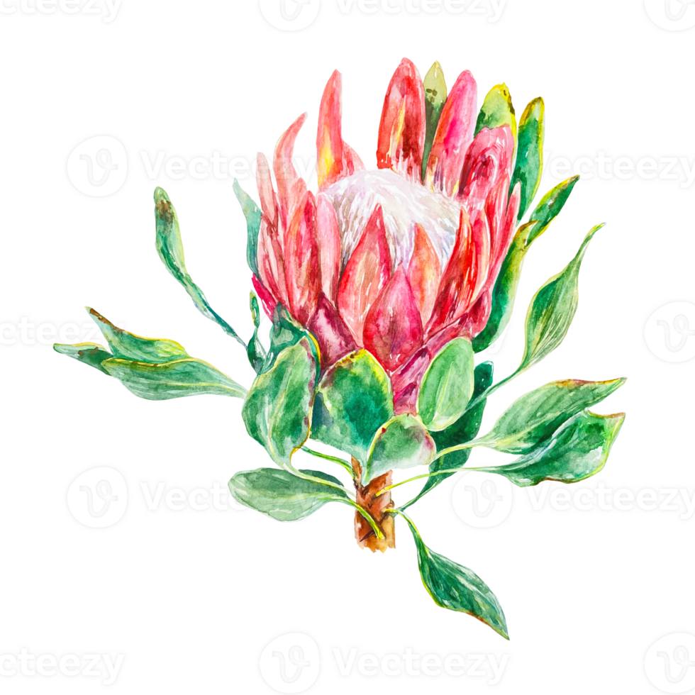 Protea watercolor blooming with green leaves. Hand drawn illustration of a pink flower. Design element for cards, wedding invitations, labels, covers. png