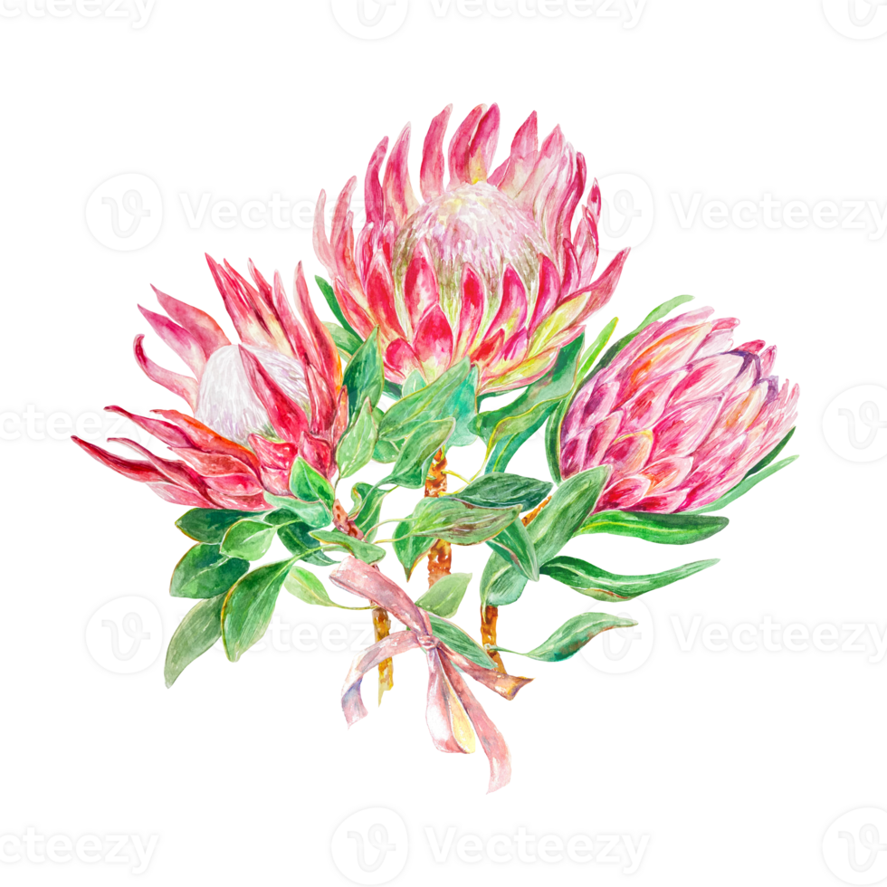 Protea watercolor. Hand drawn bouquet of pink flowers. Design element for cards, packaging, covers, invitations, labels. png