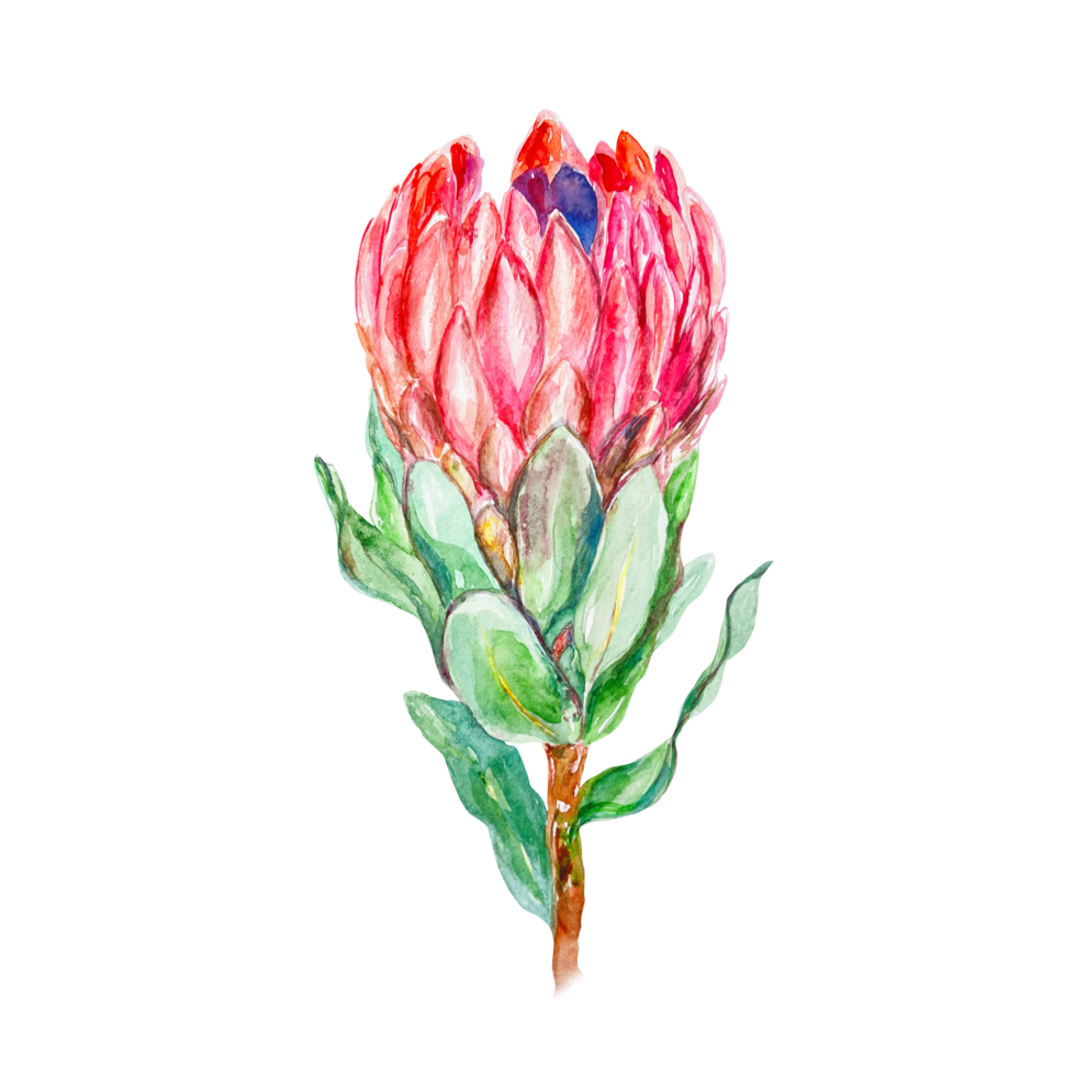 Protea watercolor, bud. Hand drawn illustration of a pink flower. Design element for cards, wedding invitations, labels, covers. png