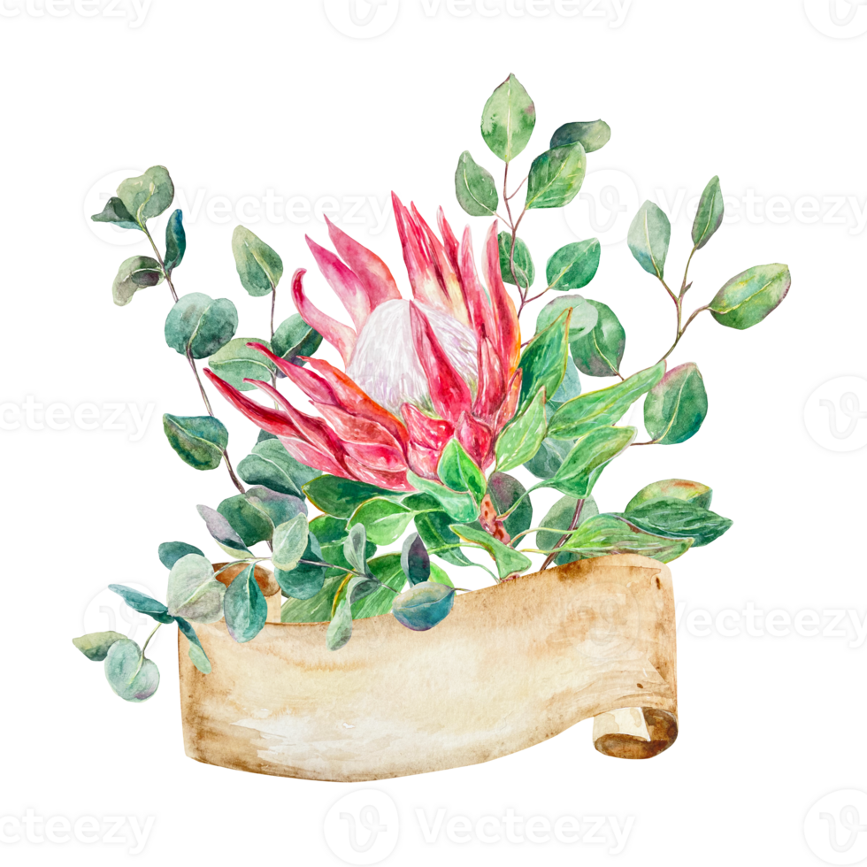 Protea watercolor. Hand drawn bouquet of pink protea and eucalyptus with banner for text. Design element for cards, packaging, covers, invitations, labels. png