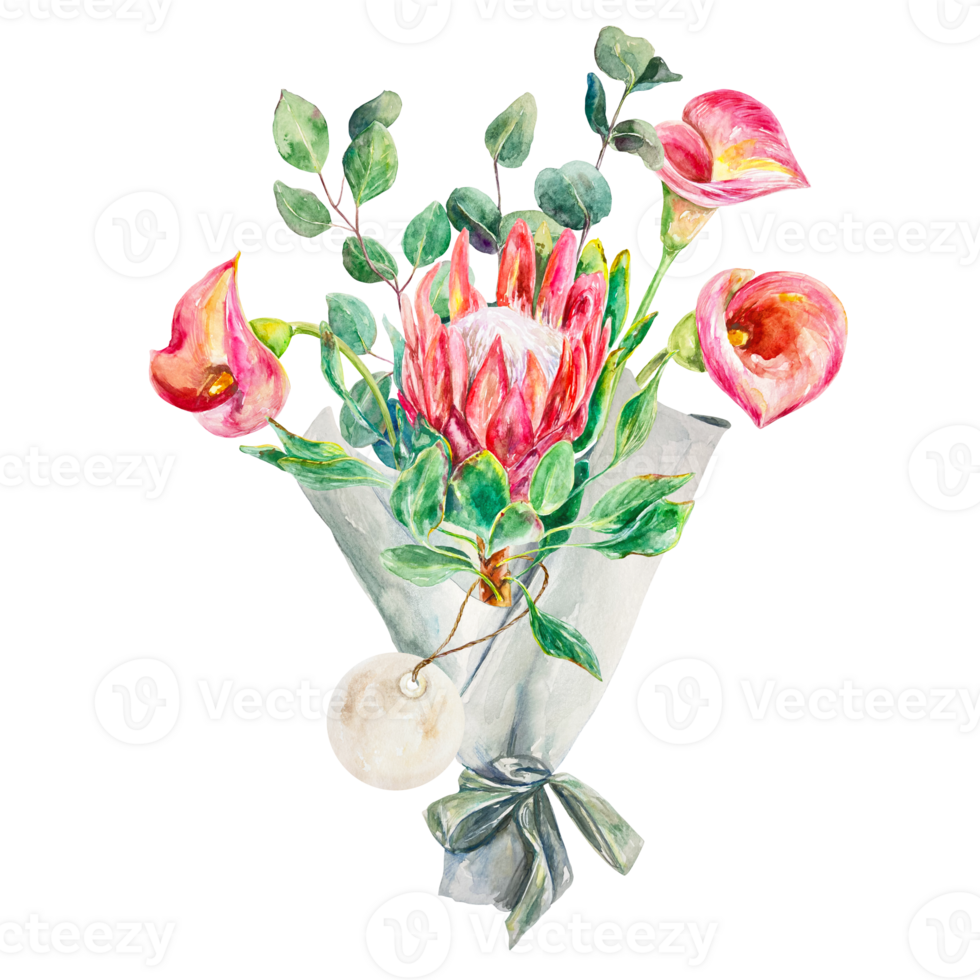 blomma bukett vattenfärg. hand dragen bukett av rosa protea, calla liljor och eukalyptus. design element för kort, förpackning, täcker, inbjudningar, etiketter. png