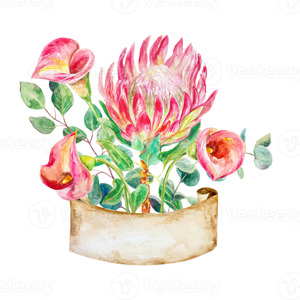 Protea, calla lilies watercolor. Hand drawn illustration of a bouquet with eucalyptus branches, banner for text. Cards, wedding invitations, labels, covers, tags. png