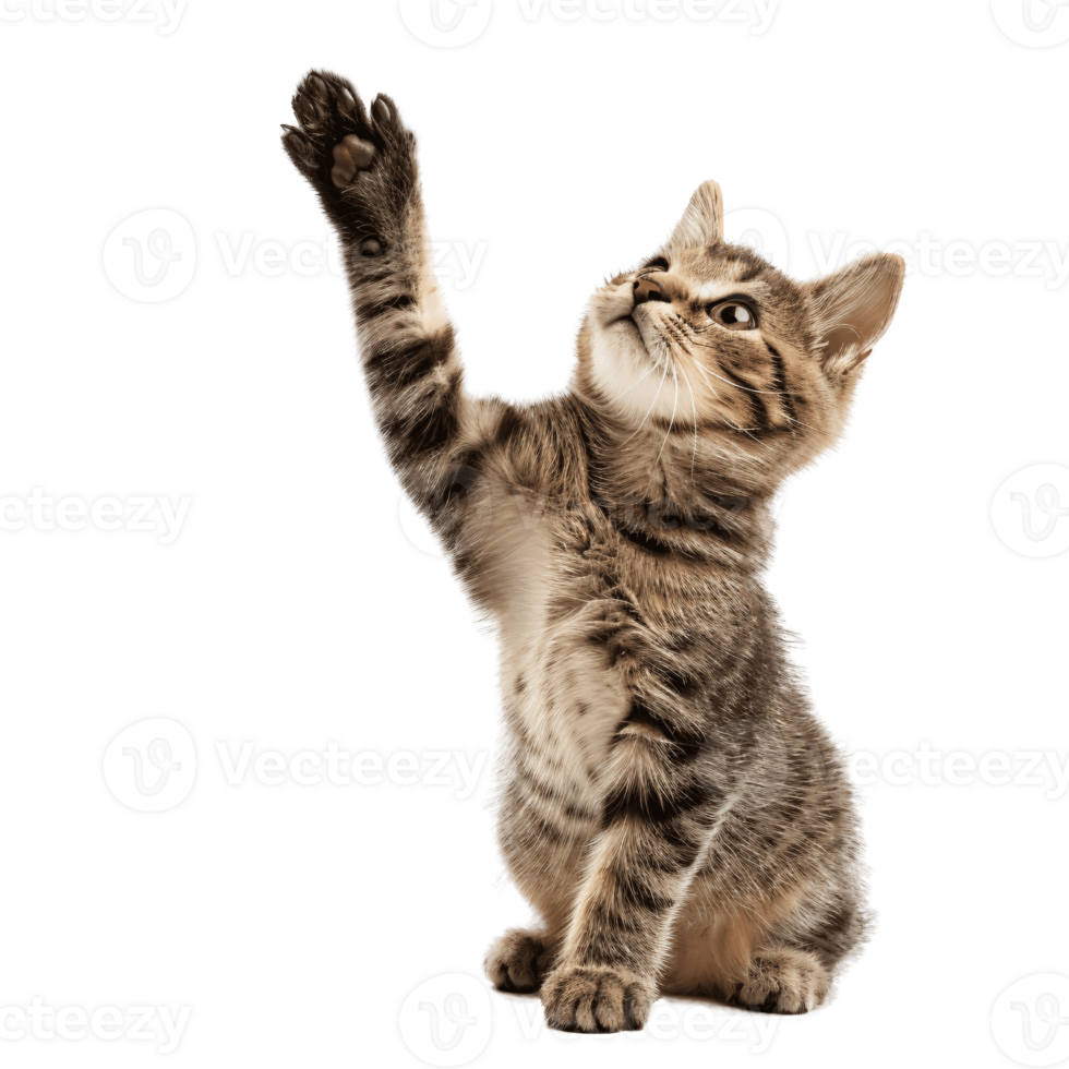 AI generated Cute Cat Reaching Up with Paw on Transparent Background png