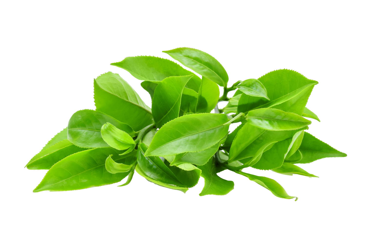 Sweet basil isolated on alpha layer png