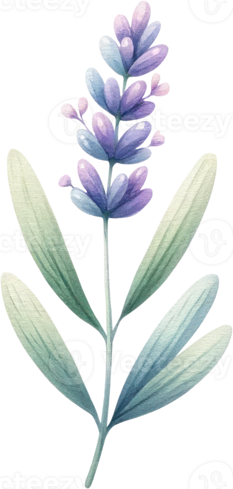 AI generated Parent and Baby Lavender watercolor Illustration, A digital drawing of a large lavender plant with smaller blooms, conveying growth and familial bonds. png