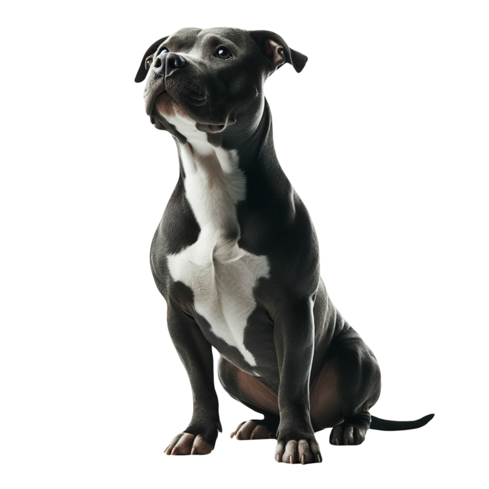 AI generated Elegant American Pit Bull Terrier Enjoying Quality Time Outdoors png