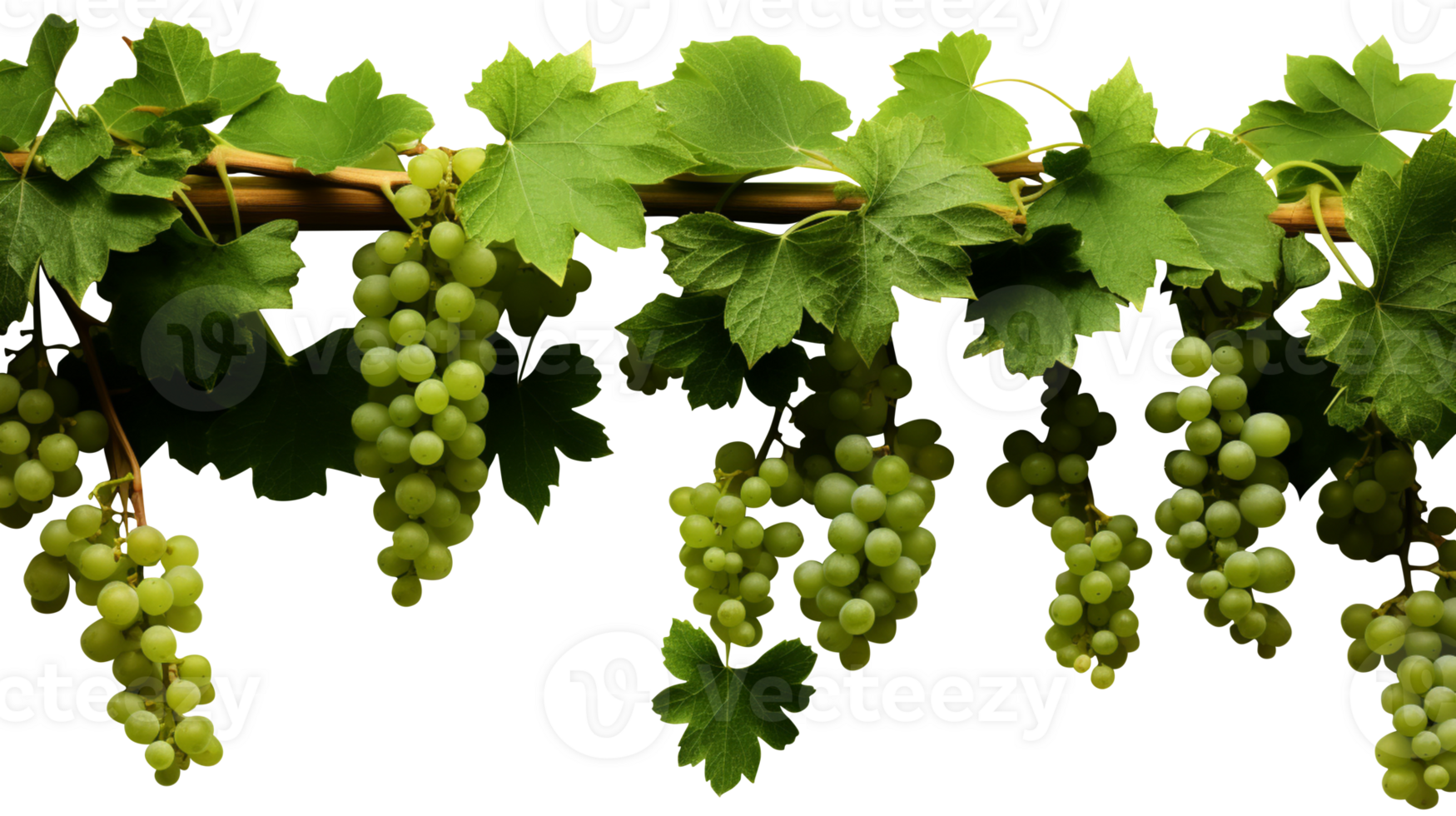 ai generado colgando vino planta arbusto uva aislado en transparente antecedentes png