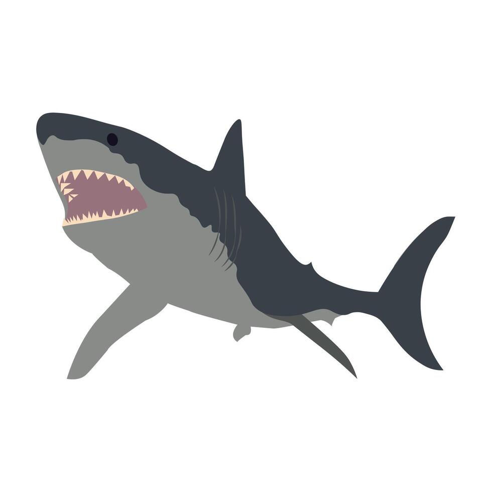 Shark Vector Design