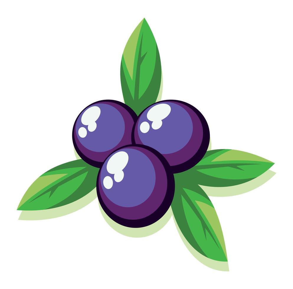 Vector illustration of Acai fruit in graphic style. Editable artwork.