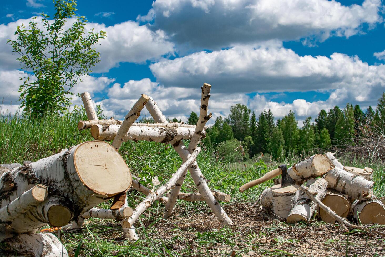 Birch firewood on a background of forest and blue sky photo