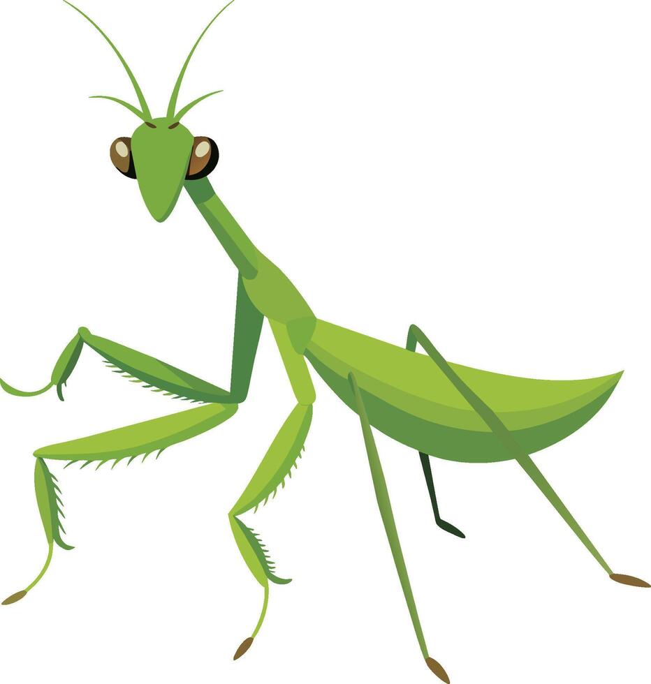 ilustración de un verde Orando mantis en un blanco antecedentes vector